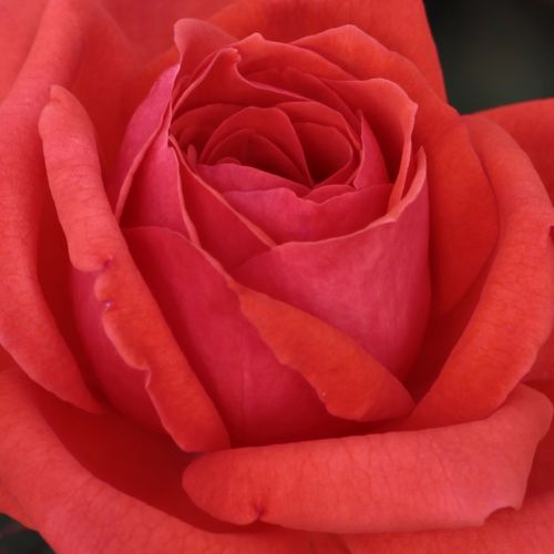 Rosa Resolut® - stredne intenzívna vôňa ruží - Stromkové ruže,  kvety kvitnú v skupinkách - červená - Mathias Tantau, Jr.stromková ruža s kríkovitou tvarou koruny - -